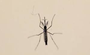 Servicio de Salud dará a conocer detalles sobre el mosquito “Zika”